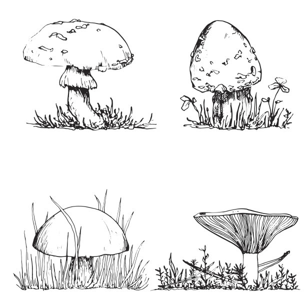 蘑菇速写画