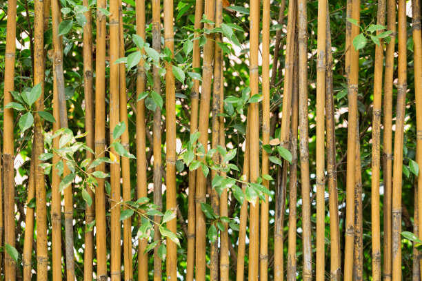 中式围墙绿竹