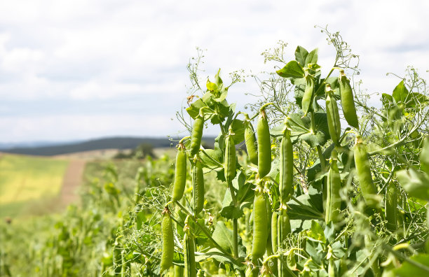 lathyrus