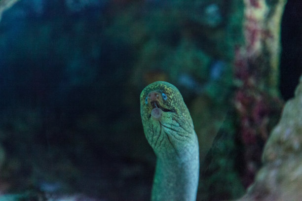 moray