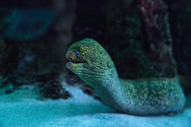 moray