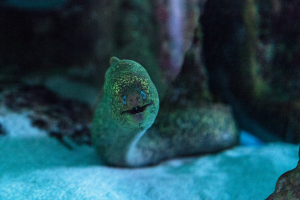 moray