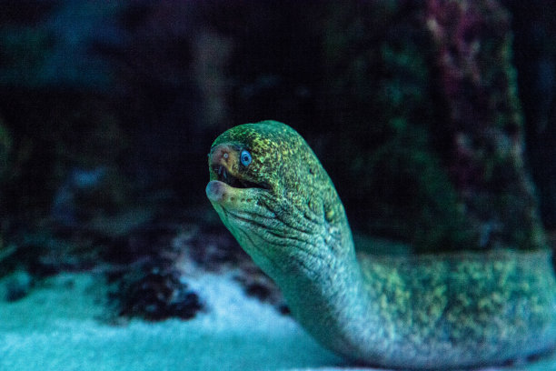 moray