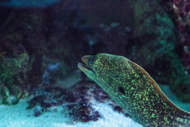 moray