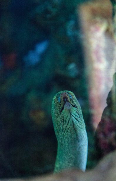 moray