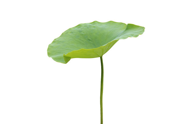 绿色,无人,荷花