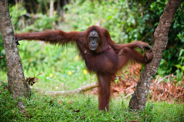 pongo