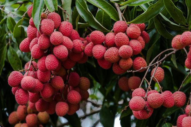 litchi