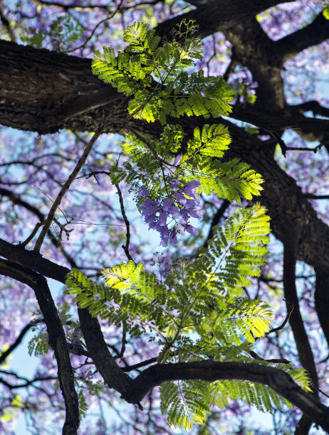 jacaranda