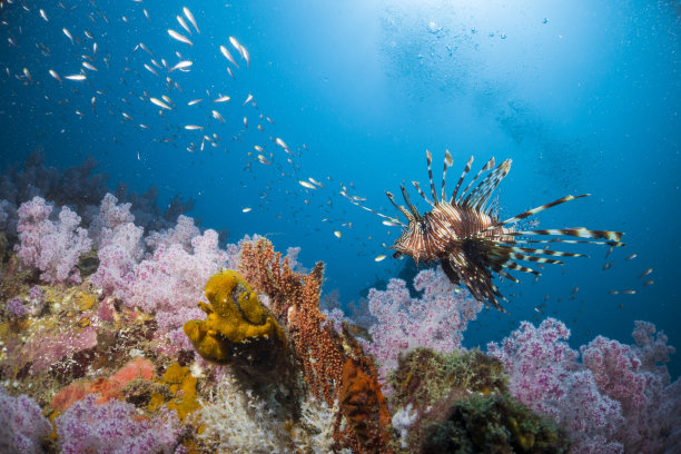 similan岛