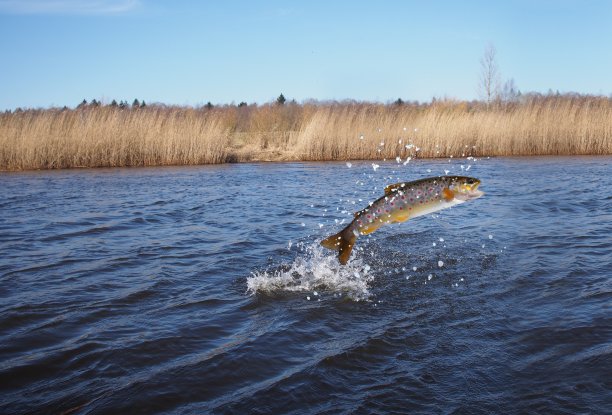 salmo