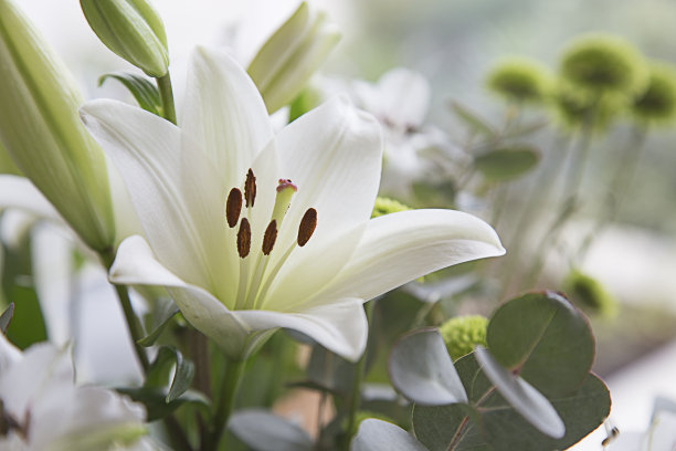 lilium