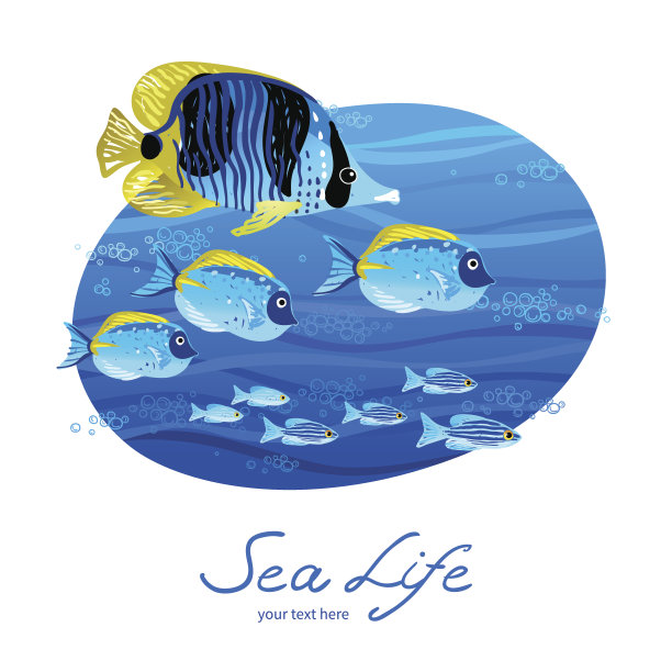 海马,黄高鳍刺尾鱼,鱼类