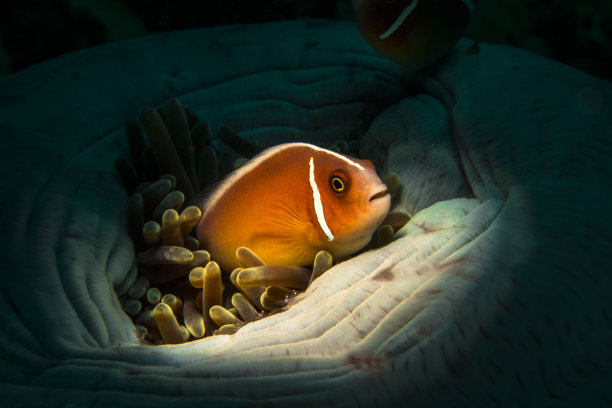anemonefish