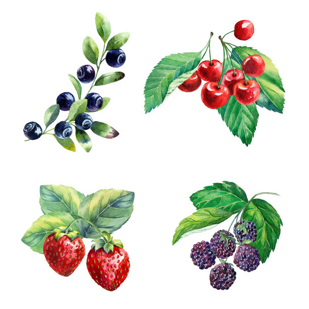 草莓水彩插画