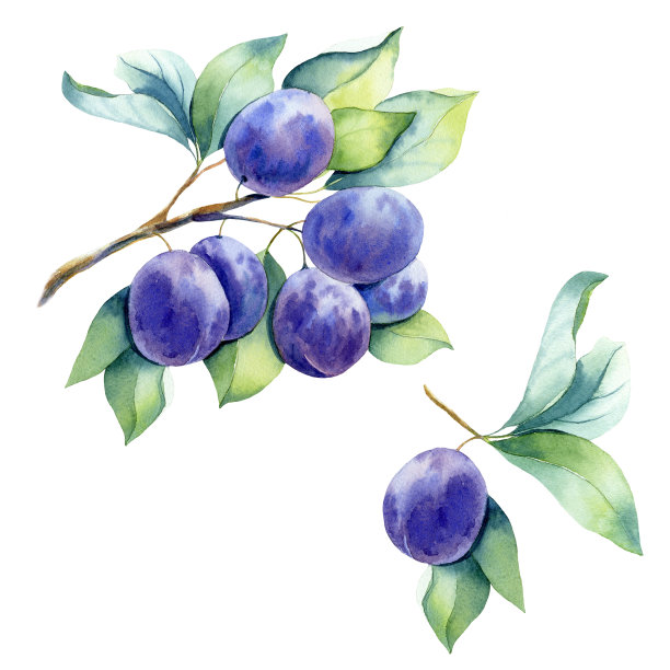 plum