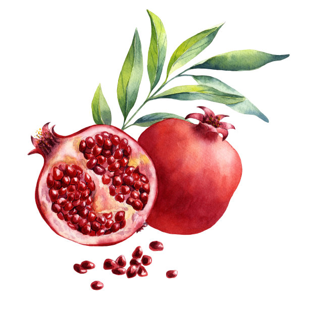 石榴插画