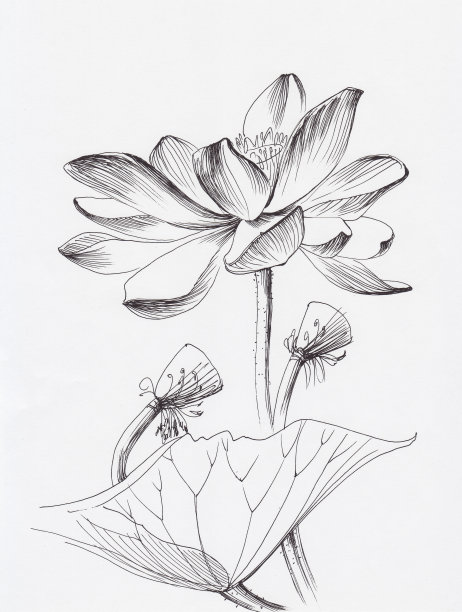 莲花线条画