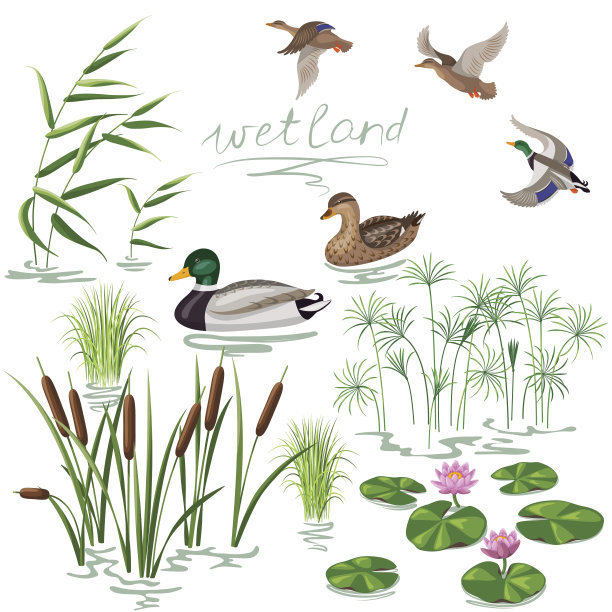 reed