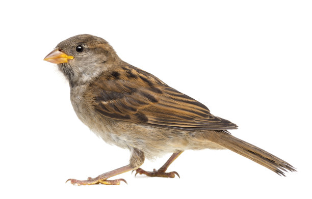 sparrow