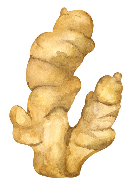 生姜素材