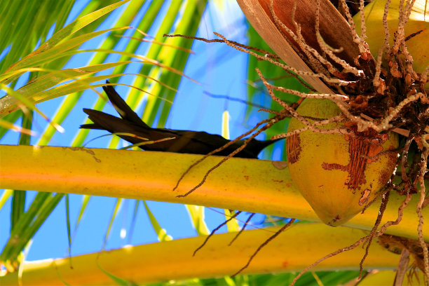 飞鸟蓝色大海壁纸