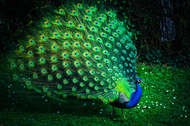 peacock