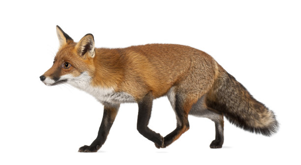 vulpes