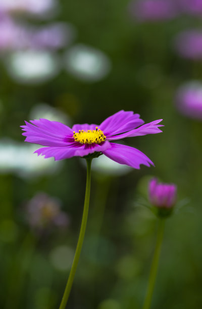 calliopsis