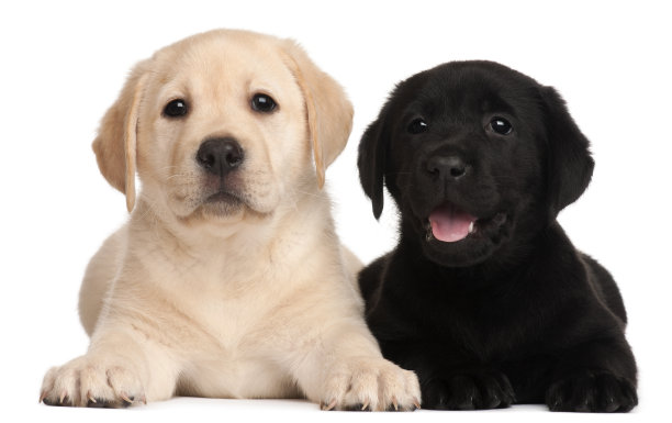 labrador