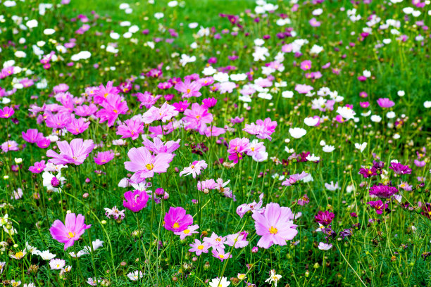 calliopsis
