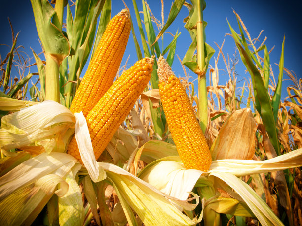 maize