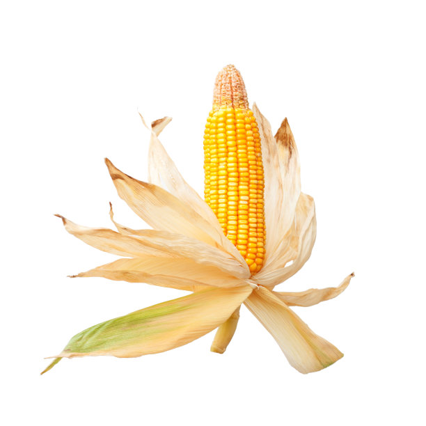 maize