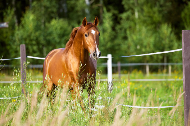 horse