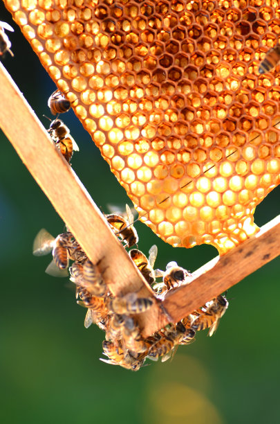 honey