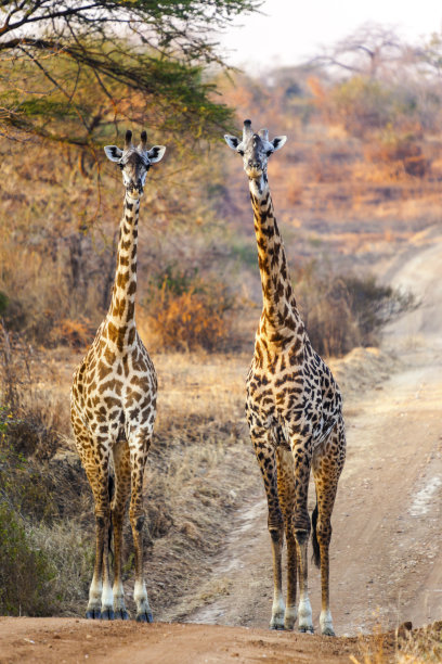 serengeti