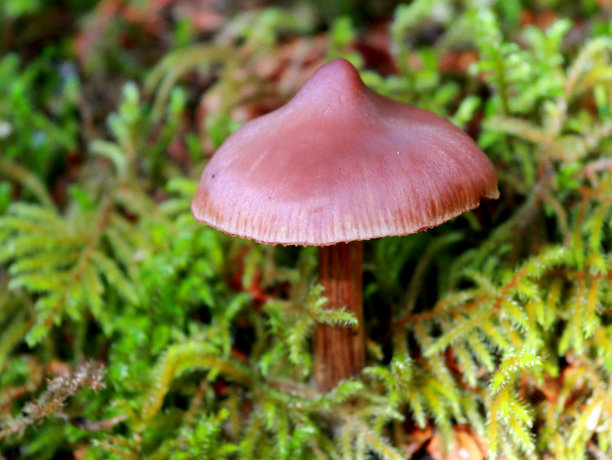 cortinarius