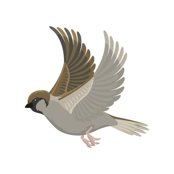 sparrow