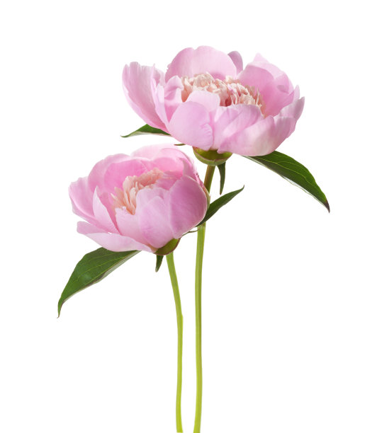 peony