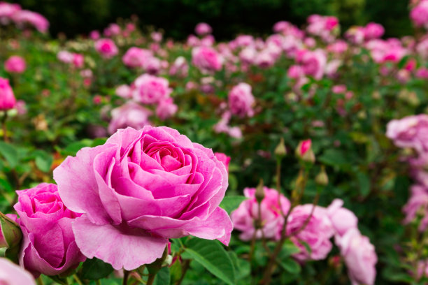 roses