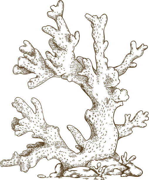 corals