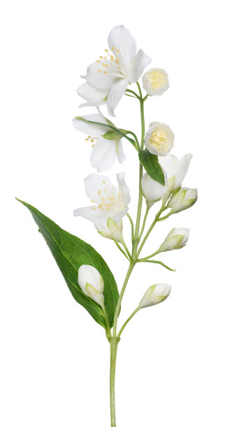 jasmine