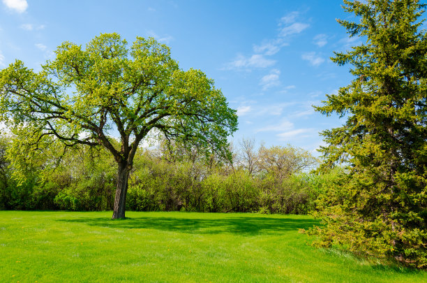 tree