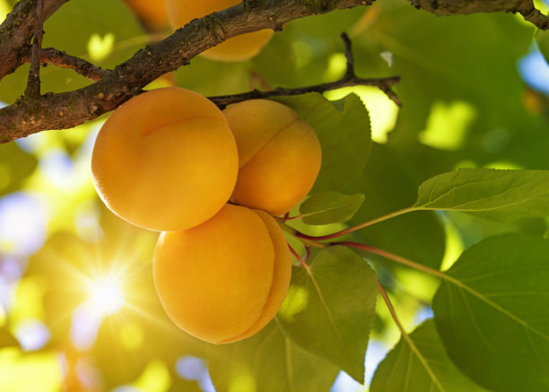 成熟的杏