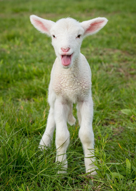 lamb