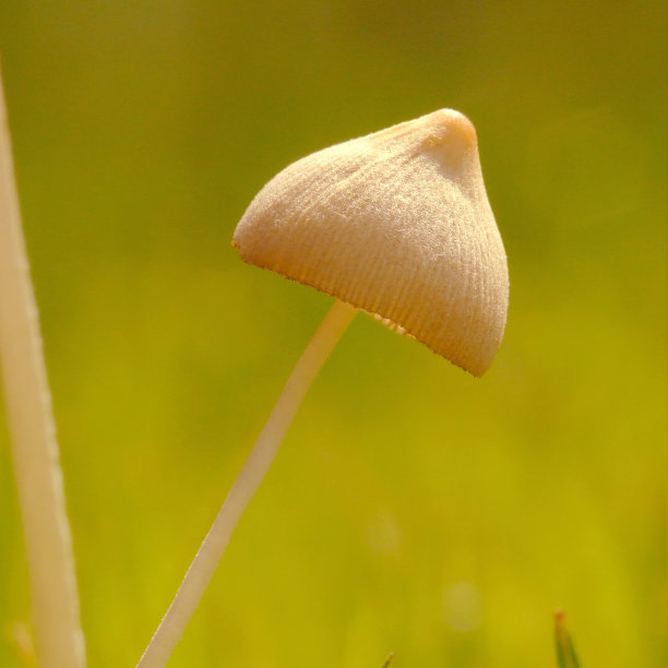 cortinarius