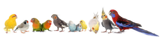 parrots