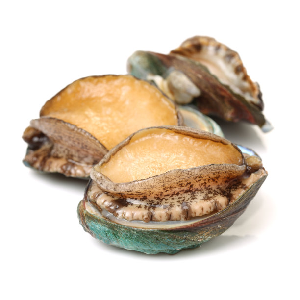 abalone