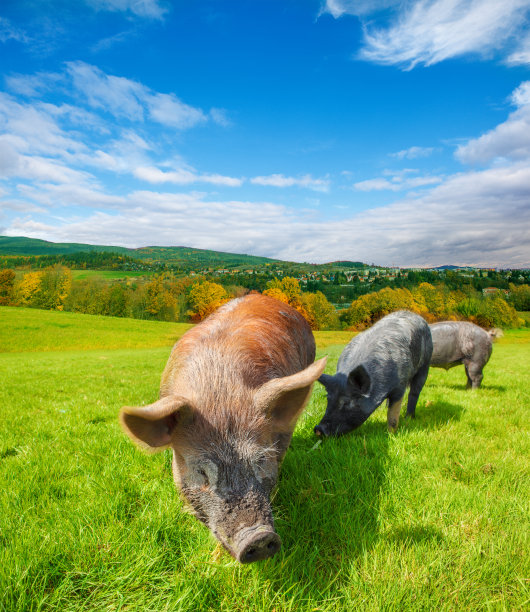 pig