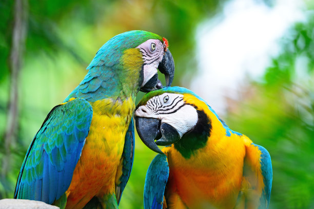 parrots